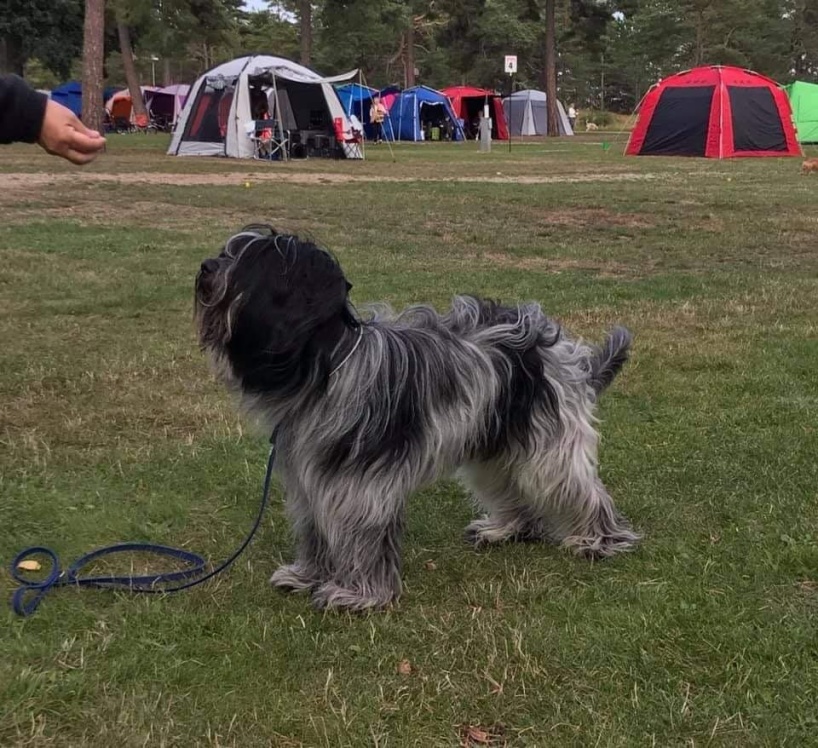 Freddy är en trygg och genom snäll kille som tar allt med ro. Han är självsäker och  gillar att träna. Han tränar och tävlar i rallylydnad, nosework och lite spår. Han väger 17 kg och är ca 47 cm hög.
