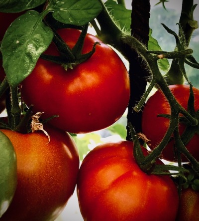 Costeluto Genovese, italiensk bifftomat.