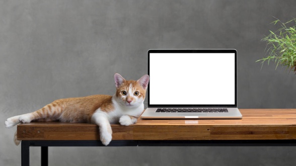 En katt som ligger avslappnat på ett städat skrivbord bredvid en dator och tittar in i kameran.
