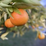 Foto 2022-12-28 16 54 49