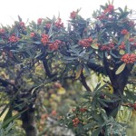 Foto 2022-12-28 16 55 25