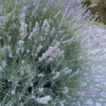 Foto 2022-07-22 20 55 26