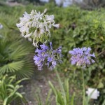 Foto 2022-07-22 21 00 09