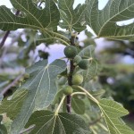 Foto 2022-07-22 21 01 14