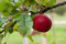 Äpple på gren