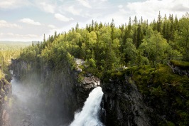 frisk skog, friskare skog, skogsvårdsplan, grot och sly, markägare, tillväst skog frisk skog, friskare skog, skogsvårdsplan, grot och sly, markägare, tillväst skog