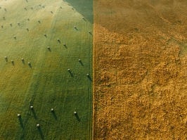 klimatsäkrat jordbruk, minskat behov av konstgödsel, konstgödsel, biologisk mångfald, mat klimatsäkrat jordbruk, minskat behov av konstgödsel, konstgödsel, biologisk mångfald, mat