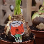 amaryllis 2