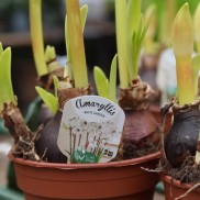 Amaryllis