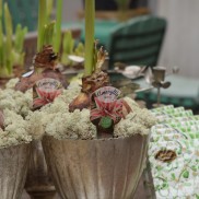amaryllisgrupp