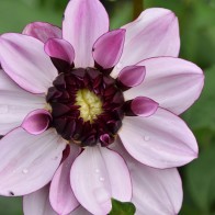 dahlia 2
