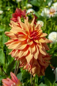 Dahlia 'French Cancan'