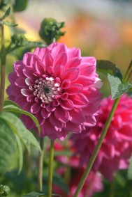 Dahlia 'Fuzzy Wuzzy'
