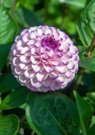 Dahlia 'Genova'