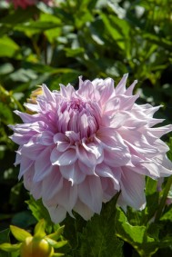 Dahlia 'Shiloh Noelle'
