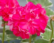 Pelargon 'Catalina'