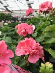 Pelargon 'Soft Coral'