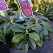thumbnail_IMG_2542
