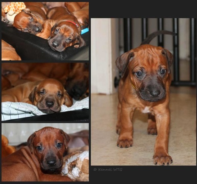 Some of the puppies pic at 4 weeks Some of the puppies pic at 4 weeks