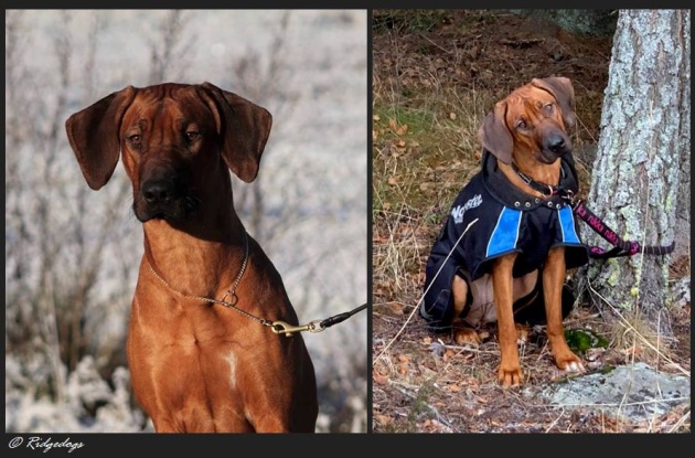 Elvis daughter Embla Elvis daughter Embla
