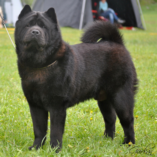 Commitment's Black Shine aka Nelson. Bild tagen av Jessica Björling Brännlund Commitment's Black Shine aka Nelson. Bild tagen av Jessica Björling Brännlund