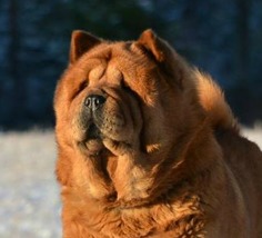 Beleza's Chow Chow Smooth Emilia "Carlene" Beleza's Chow Chow Smooth Emilia "Carlene"