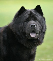 Commitment's Black Shine "Nelson" Commitment's Black Shine "Nelson"