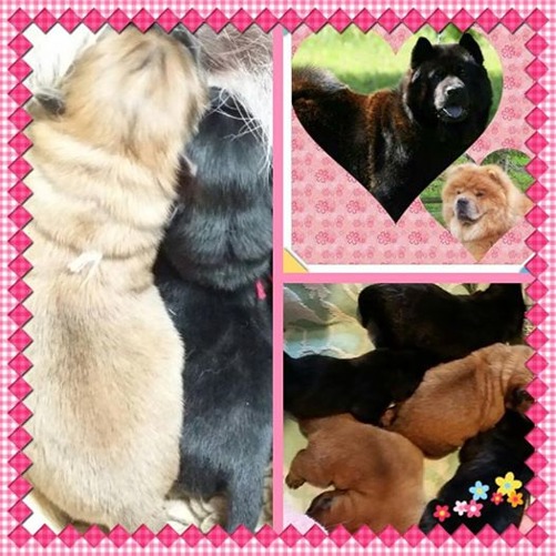 Brasses valpar i Norge hos Chow-Troll's kennel Brasses valpar i Norge hos Chow-Troll's kennel