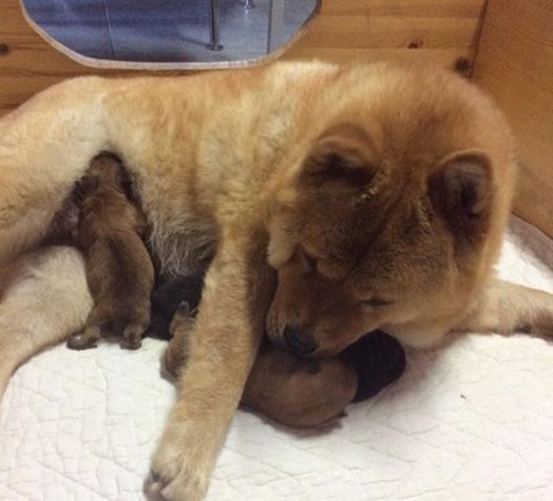 Atles valpar i Danmark hos Bidachows kennel Atles valpar i Danmark hos Bidachows kennel