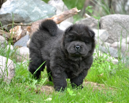 Långhårig tik - Ägare: Tina Krogstad, Vennaskogens kennel, Norge Långhårig tik - Ägare: Tina Krogstad, Vennaskogens kennel, Norge