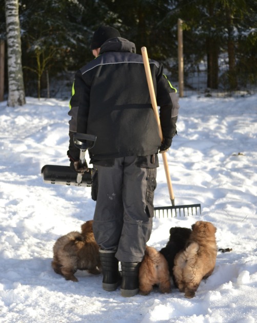 Hjälper husse att plocka bajs. Hjälper husse att plocka bajs.
