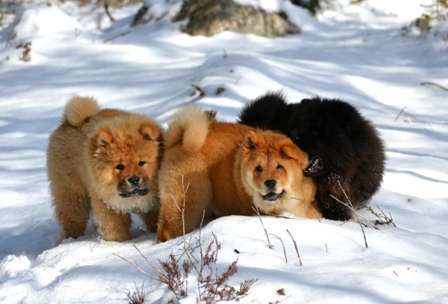 Roffe, Lucia och Hera Roffe, Lucia och Hera