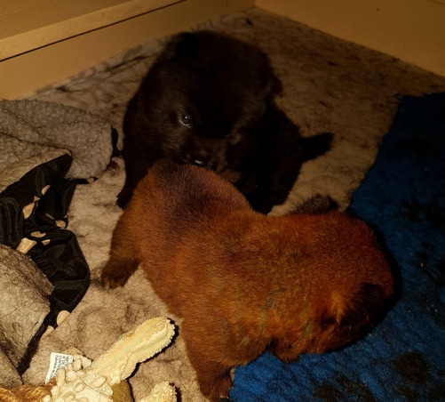 Syster och bror leker Syster och bror leker