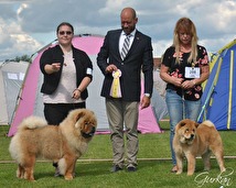 BIR-BIM Valpklass 6-9 mån. Evan & Lucia. Internationell Utställning Köping 2017-07-22. BIR-BIM Valpklass 6-9 mån. Evan & Lucia. Internationell Utställning Köping 2017-07-22.
