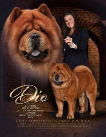 Ch Commitment's Holy Diver - Årets chowchow i Kanada 2017. Ch Commitment's Holy Diver - Årets chowchow i Kanada 2017.