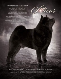 Ch Commitment's Style In Play - Årets chowchow i Kanada 2015 Ch Commitment's Style In Play - Årets chowchow i Kanada 2015