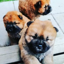 Roffe och Majken valparna 5 veckor gamla Roffe och Majken valparna 5 veckor gamla