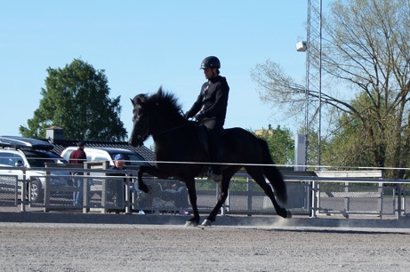 Vackra Yr från Agersta (e. Tyr från Agersta, u. Prinsessa från Agersta) visad av Erlingur Erlingsson 26 maj. Vackra Yr från Agersta (e. Tyr från Agersta, u. Prinsessa från Agersta) visad av Erlingur Erlingsson 26 maj.