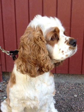 Felicia - Am. Cocker Spaniel-King Charles Spaniel, på dagis sedan 120601