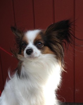 Lady, Papillon, på dagis sedan 140101