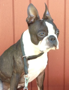 Cesar - Boston Terrier, på dagis 110210-130228 samt sedan 130901