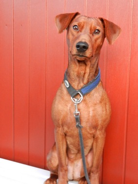 Penny - Mellanpinscher, på dagis sedan 111024