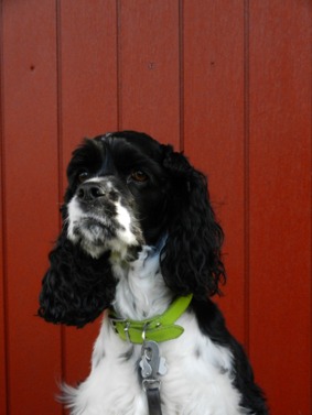 Izzie - Am. Cocker Spaniel, på dagis sedan 111009
