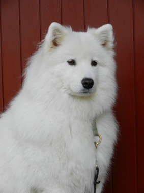 Stella - Samojed, på dagis sedan 101009