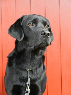Simba - Labrador, pådagis sedan 101129