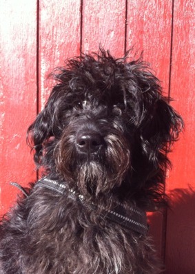 Bosse - Schnoodle, dagis sedan 130201