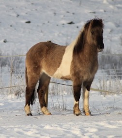 Bilden jag såg på Hästnet. Föll för hennes utstrålning Bilden jag såg på Hästnet. Föll för hennes utstrålning