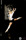 BattleOfThePole2016_CH_7