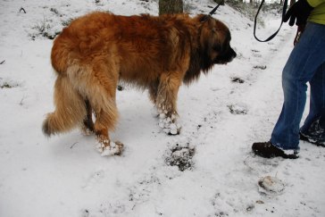Så här blir tassarna när vovvarna lufsar i snön Så här blir tassarna när vovvarna lufsar i snön
