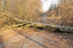 Foto: Dennis Meisner - Flera träd föll över vägarna på flera håll i länet